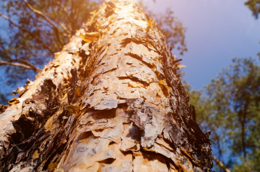 � ������ ��� ��������� �������� �� ������� ��������� 43&nbsp;000 ������ �� ���������� ���������� ������