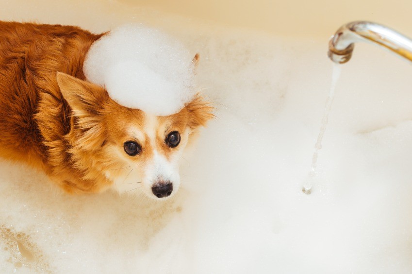 ���� �����: ��� ������, ���� �� �������� ����� ����� ��� ������ ����